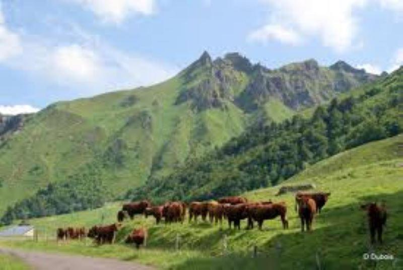 Lilas, Gite Saint Antoine, Orcival, Entre Sancy Et Volcans. Ngoại thất bức ảnh